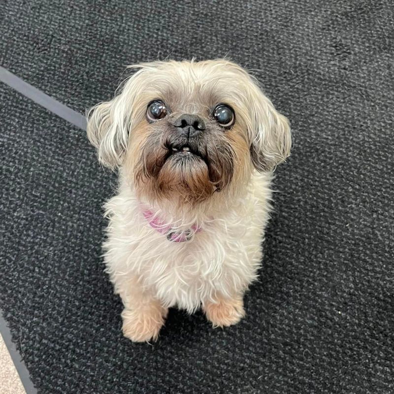 veterinary community veterinary teams